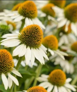 Echinacea White Swan Live Plant - White Coneflower Starter Plug, 1.25-inch Pot - Image 8