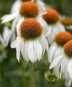 Echinacea White Swan Live Plant - White Coneflower Starter Plug, 1.25-inch Pot - Image 9