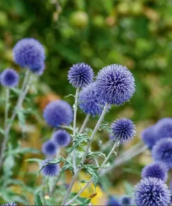 Echinops Blue Glow Live Plant – Globe Thistle Perennial – 1-3