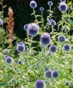 Echinops Blue Glow Live Plant – Globe Thistle Perennial – 1-3