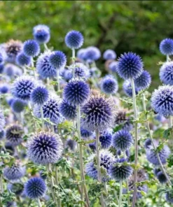 Echinops Blue Glow Live Plant – Globe Thistle Perennial – 1-3