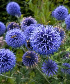 Echinops Blue Glow Live Plant – Globe Thistle Perennial – 1-3