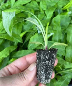 Echinops Blue Glow Live Plant – Globe Thistle Perennial – 1-3