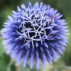 Echinops Blue Glow Live Plant – Globe Thistle Perennial – 1-3" Tall Starter Plug – Outdoor - Image 1