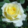 Elina Hybrid Tea Rose Live Plant, Soft Yellow Fragrant Shrub, 5-9 Inch Tall - Image 1