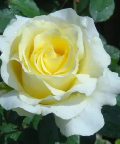 Elina Hybrid Tea Rose Live Plant, Soft Yellow Fragrant Shrub, 5-9 Inch Tall - Image 1