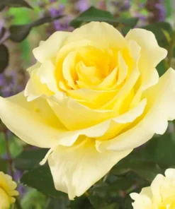 Elina Hybrid Tea Rose Live Plant, Soft Yellow Fragrant Shrub, 5-9 Inch Tall - Image 3