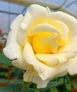 Elina Hybrid Tea Rose Live Plant, Soft Yellow Fragrant Shrub, 5-9 Inch Tall - Image 4