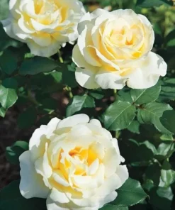 Elina Hybrid Tea Rose Live Plant, Soft Yellow Fragrant Shrub, 5-9 Inch Tall - Image 6
