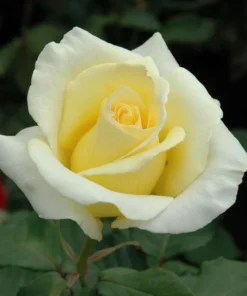 Elina Hybrid Tea Rose Live Plant, Soft Yellow Fragrant Shrub, 5-9 Inch Tall - Image 8