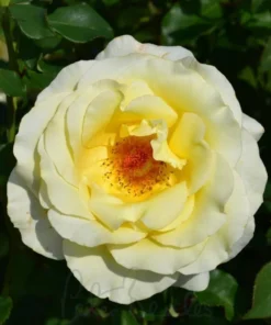 Elina Hybrid Tea Rose Live Plant, Soft Yellow Fragrant Shrub, 5-9 Inch Tall - Image 9