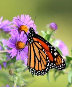 England Aster Lavender Live Plug Plant - Symphyotrichum, 1 Plug, 1-3" Tall, Outdoor - Image 2