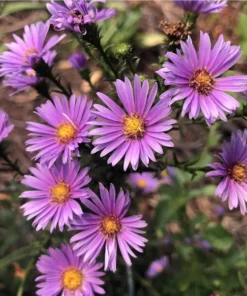 England Aster Lavender Live Plug Plant - Symphyotrichum, 1 Plug, 1-3