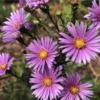 England Aster Lavender Live Plug Plant - Symphyotrichum, 1 Plug, 1-3" Tall, Outdoor - Image 1