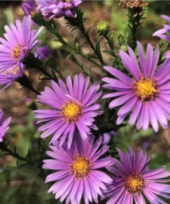 England Aster Lavender Live Plug Plant - Symphyotrichum, 1 Plug, 1-3" Tall, Outdoor - Image 1