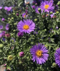 England Aster Lavender Live Plug Plant - Symphyotrichum, 1 Plug, 1-3