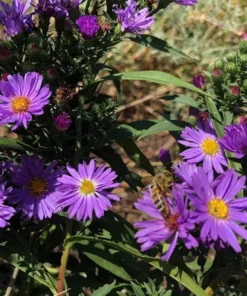 England Aster Lavender Live Plug Plant - Symphyotrichum, 1 Plug, 1-3