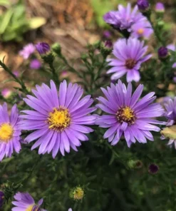 England Aster Lavender Live Plug Plant - Symphyotrichum, 1 Plug, 1-3