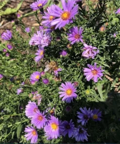 England Aster Lavender Live Plug Plant - Symphyotrichum, 1 Plug, 1-3