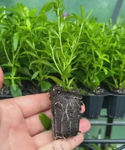 England Aster Lavender Live Plug Plant - Symphyotrichum, 1 Plug, 1-3