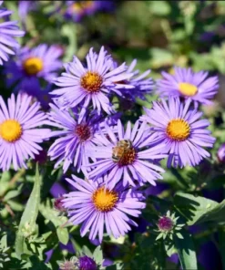 England Aster Thunderdome Live Starter Plant - Deep Purple Flower Plug, 1-3