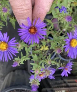 England Aster Thunderdome Live Starter Plant - Deep Purple Flower Plug, 1-3
