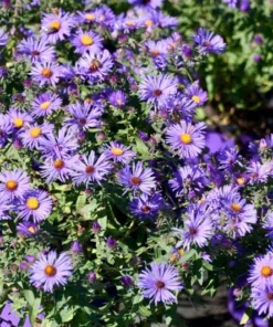 England Aster Thunderdome Live Starter Plant - Deep Purple Flower Plug, 1-3