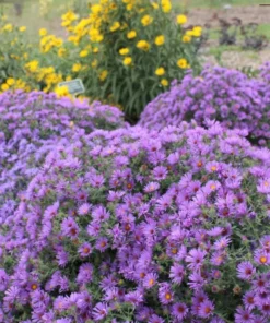 England Aster Thunderdome Live Starter Plant - Deep Purple Flower Plug, 1-3