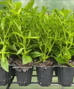 England Aster Thunderdome Live Starter Plant - Deep Purple Flower Plug, 1-3