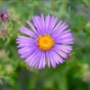 England Aster Thunderdome Live Starter Plant - Deep Purple Flower Plug, 1-3" Tall - Image 1
