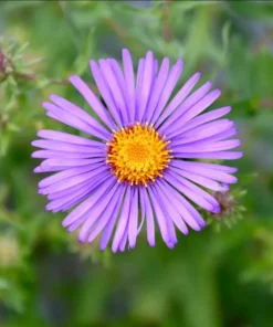 England Aster Thunderdome Live Starter Plant - Deep Purple Flower Plug, 1-3" Tall - Image 1