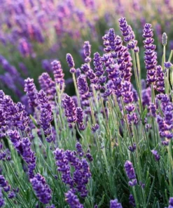 English Lavender Live Plant - Purple Flower, 2-4" Tall in 3" Pot, Perennial Outdoor - Image 2