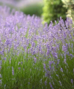 English Lavender Live Plant - Purple Flower, 2-4