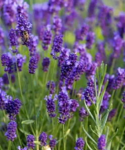 English Lavender Live Plant - Purple Flower, 2-4