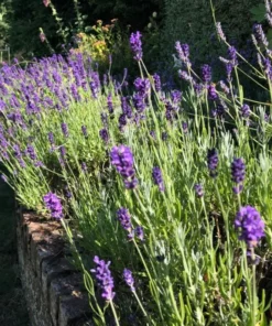 English Lavender Live Plant - Purple Flower, 2-4