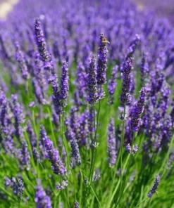 English Lavender Live Plant - Purple Flower, 2-4