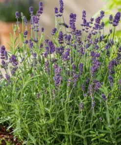 English Lavender Live Plant - Purple Flower, 2-4