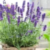 English Lavender Live Plant - Purple Flower, 2-4" Tall in 3" Pot, Perennial Outdoor - Image 1