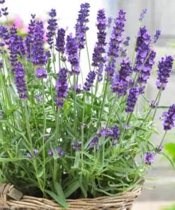 English Lavender Live Plant - Purple Flower, 2-4" Tall in 3" Pot, Perennial Outdoor - Image 1