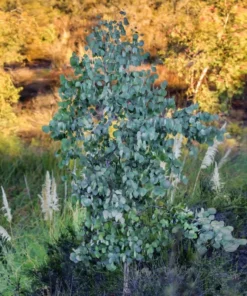 Eucalyptus Silver Dollar Live Plant – 3 Inch Pot Starter – Aromatic Herb - Image 10