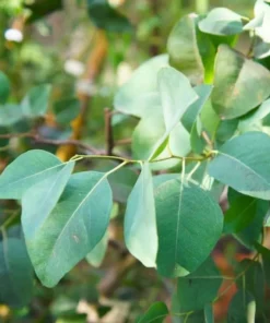 Eucalyptus Silver Dollar Live Plant – 3 Inch Pot Starter – Aromatic Herb - Image 2