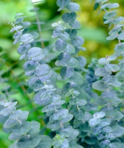 Eucalyptus Silver Dollar Live Plant – 3 Inch Pot Starter – Aromatic Herb - Image 1