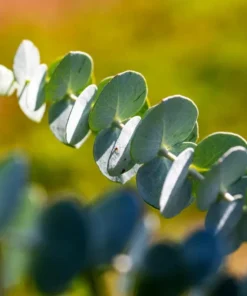 Eucalyptus Silver Dollar Live Plant – 3 Inch Pot Starter – Aromatic Herb - Image 3