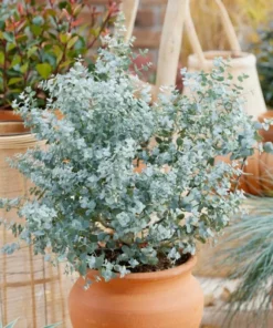 Eucalyptus Silver Dollar Live Plant – 3 Inch Pot Starter – Aromatic Herb - Image 4