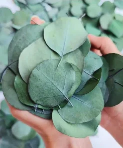Eucalyptus Silver Dollar Live Plant – 3 Inch Pot Starter – Aromatic Herb - Image 7
