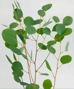 Eucalyptus Silver Dollar Live Plant – 3 Inch Pot Starter – Aromatic Herb - Image 9