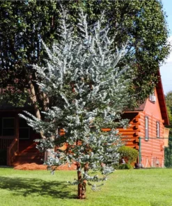 Eucalyptus Silver Dollar Live Plant – 3.25 Inch Pot – Aromatic Foliage - Image 10