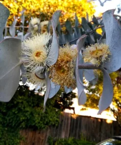 Eucalyptus Silver Dollar Live Plant – 3.25 Inch Pot – Aromatic Foliage - Image 6