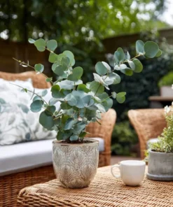 Eucalyptus Silver Dollar Live Plant – 3.25 Inch Pot – Aromatic Foliage - Image 9