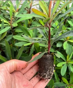 Euphorbia Miners Merlot Live Plant - Wood Spurge Perennial Starter, 1-3